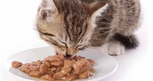 Wet Cat Food for Indoor Cats