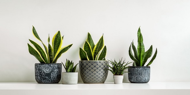 The Best Varieties of Snake Plants for Indian Homes