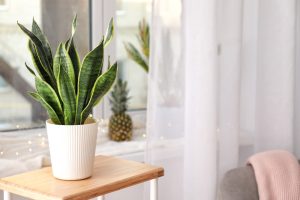 The Best Varieties of Snake Plants for Indian Homes